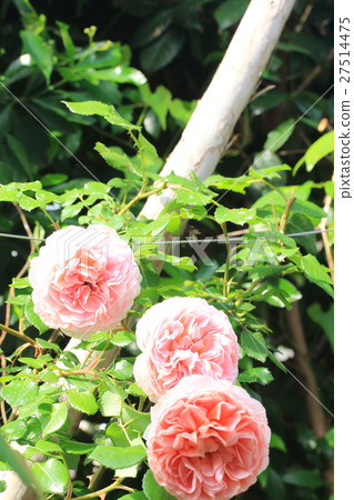 Abraham Derby 27514475