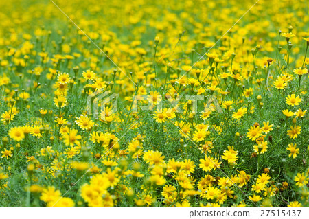 Creeping Daisy 27515437