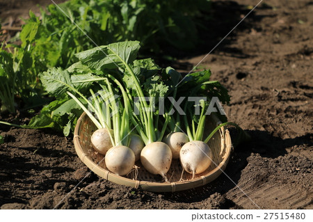 蘿蔔的收穫 27515480