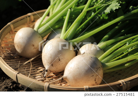蘿蔔的收穫 27515481