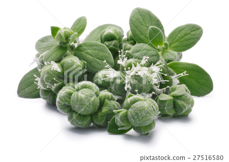 Marjoram flowers, leaves and buds, paths 27516580