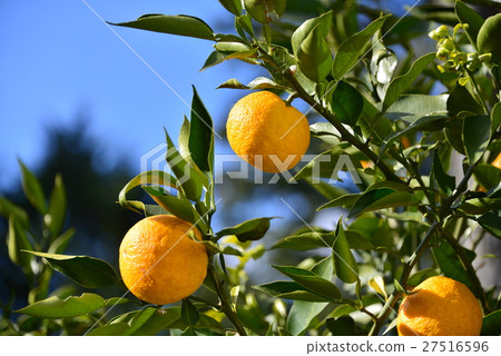 Bellows tree and fruit 27516596