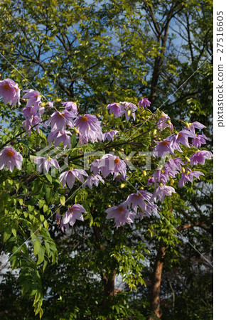 Emperor Dalia Emperor Dalia 27516605