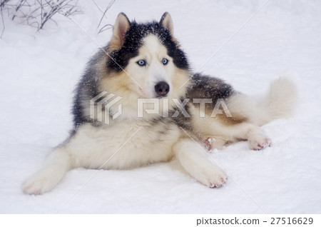 Siberian Husky feels good in the cold and snow  27516629