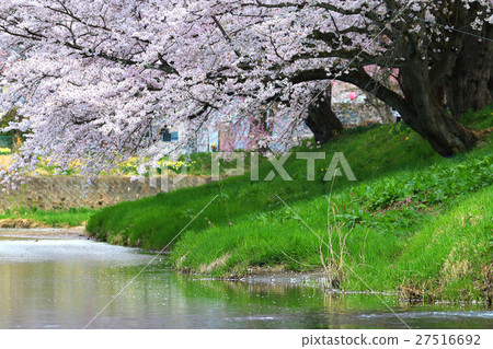 Kitashikawa · Sakura of Imadegawa (Fukushima · Ishikawa Town) 27516692