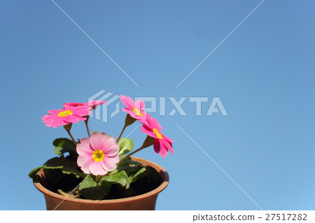 報春花的花 報春花的花 27517282