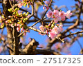 Wild cherry tree _ 1 27517325