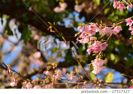 Wild cherry tree _ 3 Wild cherry tree _ 3 27517327