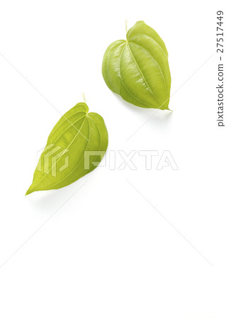 離宮草 27517449