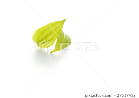 離宮草 27517452