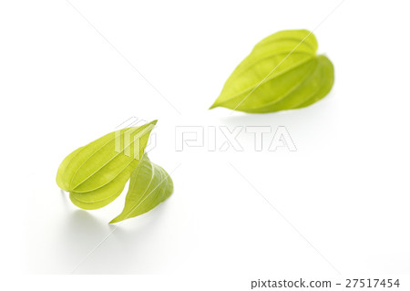 離宮草 27517454