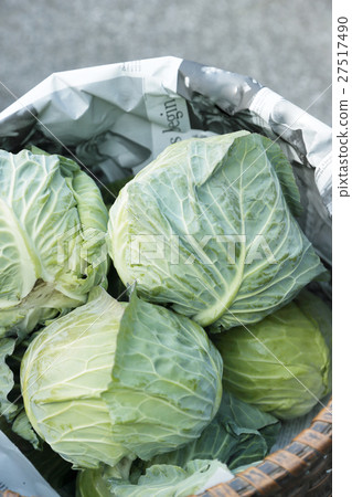 cabbage cabbage 27517490