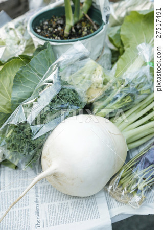 Japanese radish 27517491