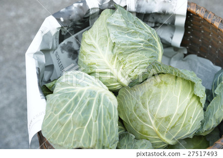 cabbage cabbage 27517493
