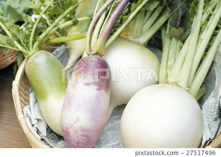 Japanese radish 27517496