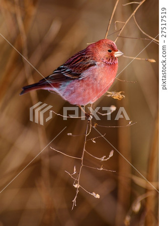 Freshwater fish Freshwater fish 27517519