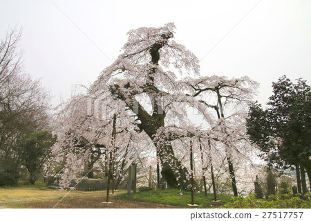 Kamosuji(Sukagawa-shi)的櫻花 Kamosuji(Sukagawa-shi)的櫻花 27517757