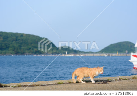 Aisima的貓生活強烈 Aisima的貓生活強烈 27518002