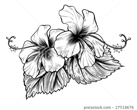 Hibiscus Flowers Vintage Woodcut Engraved Etching 27518676