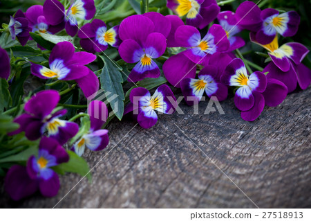 Beautiful fresh heartsease on wooden board Beautiful fresh heartsease on wooden board 27518913