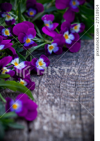 Beautiful fresh heartsease on wooden board Beautiful fresh heartsease on wooden board 27518914