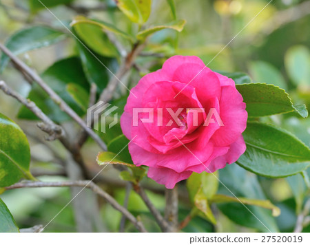 冷山茶花 27520019