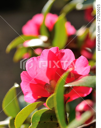 冷山茶花 27520025