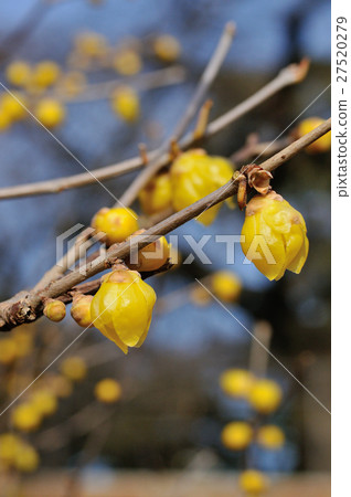 Wax plum 27520279