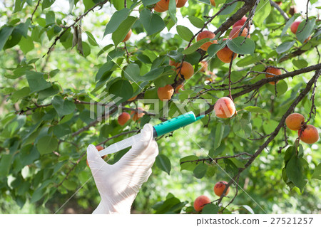 Genetically modified apricot 27521257