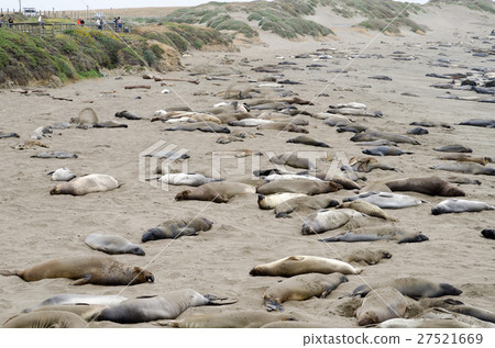 野生像海豹加利福尼亞州線1 27521669