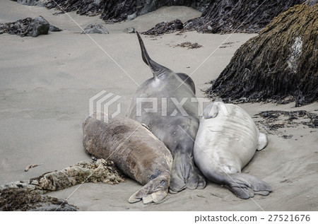 Wild Elephant Seal California State Line 1 Wild Elephant Seal California State Line 1 27521676