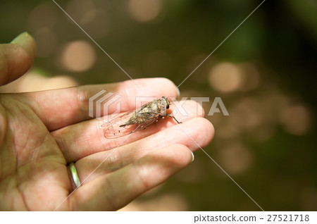 Pine cicada 27521718