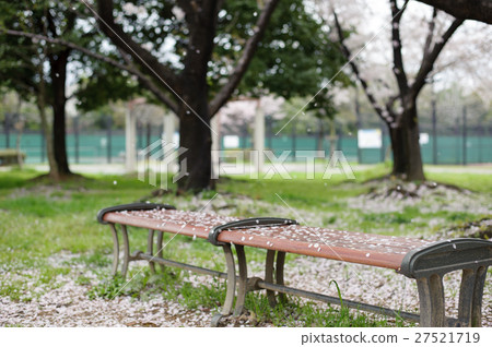 Cherry blossoms bench 27521719