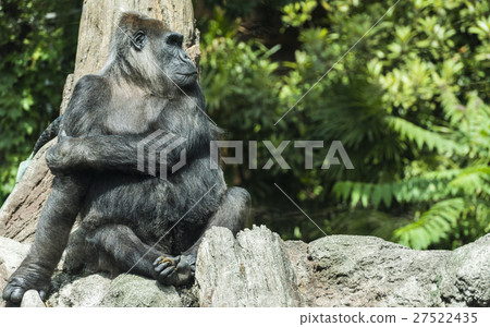 Gorilla 27522435