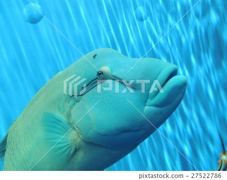 拿破崙魚 27522786