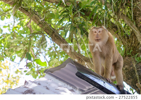 Monkey on the roof at the park in Khao Rang Hill 27522855