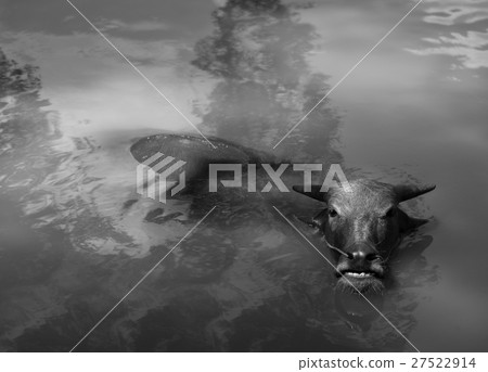 WATER BUFFALO WALLOWING IN WATER WATER BUFFALO WALLOWING IN WATER 27522914