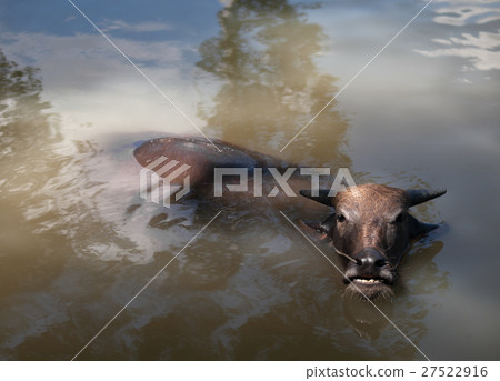 WATER BUFFALO WALLOWING IN WATER WATER BUFFALO WALLOWING IN WATER 27522916
