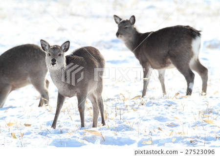 年輕的Ezoshima 27523096