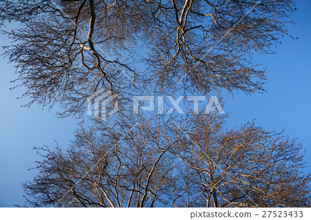 Crowns of trees in the forest Crowns of trees in the forest 27523433