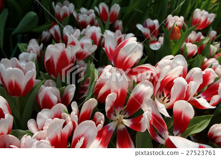Field of tulips flower 27523761