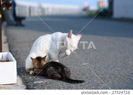 愛子的貓和父母和孩子 愛子的貓和父母和孩子 27524728