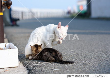 愛子的貓和父母和孩子 27524729