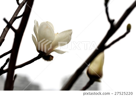 玉蘭花,玉蘭,玉蘭花,玉蘭 玉蘭花,玉蘭,玉蘭花,玉蘭 27525220