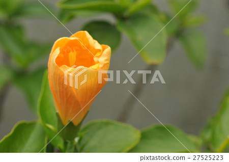 柿花,沙漠沙漠,芙蓉花,沙漠ro阿爾特阿,沙漠玫瑰, 柿花,沙漠沙漠,芙蓉花,沙漠ro阿爾特阿,沙漠玫瑰, 27525223