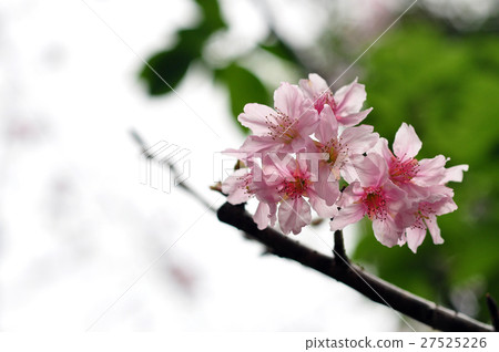 櫻花花,櫻花,櫻桃,鮮花,鮮花 櫻花花,櫻花,櫻桃,鮮花,鮮花 27525226