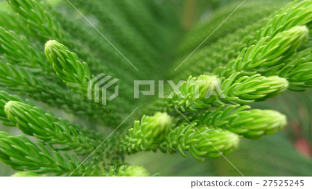 柏樹，針葉植物，柏樹，針葉植物，柏樹，針葉樹，春天 27525245