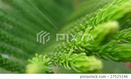 柏樹，針葉植物，柏樹，針葉植物，柏樹，針葉樹，春天 27525246