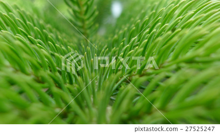 柏，針葉植物，柏樹，針葉植物，柏樹，針葉樹 27525247