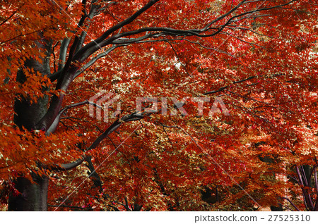 東京，三鷹市公園，Tokyo, Mitaka City Park，東京、三鷹市公園 27525310